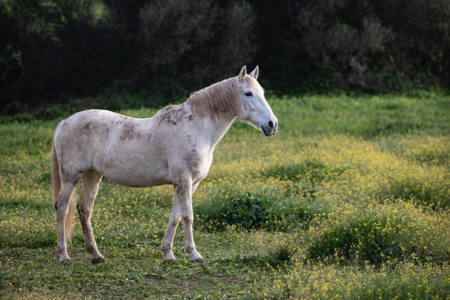 Tavapärasemad loomakaitsealased küsimused