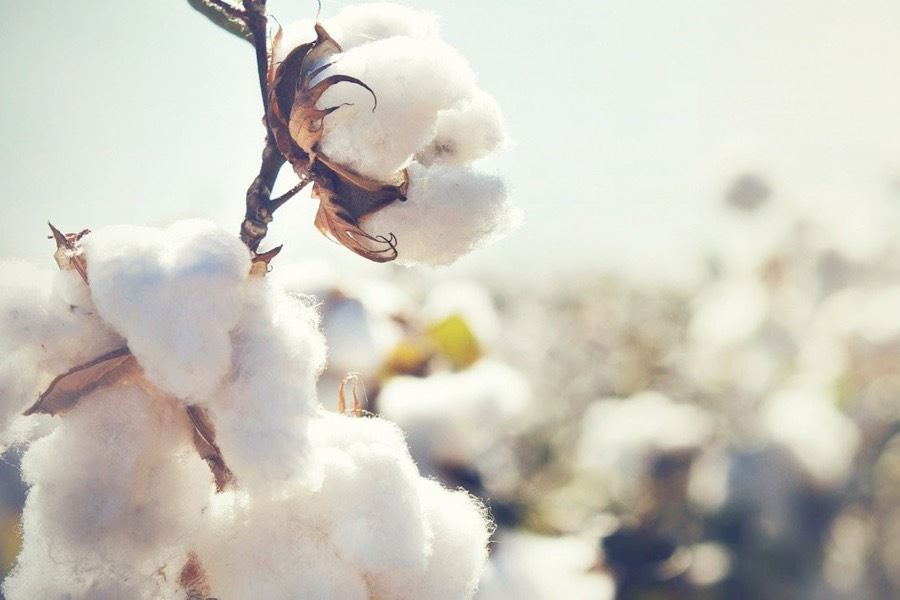 Jätkusuutlikult toodetud puuvill