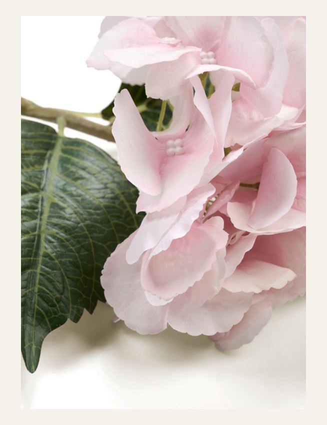 Lill roosa - 2
