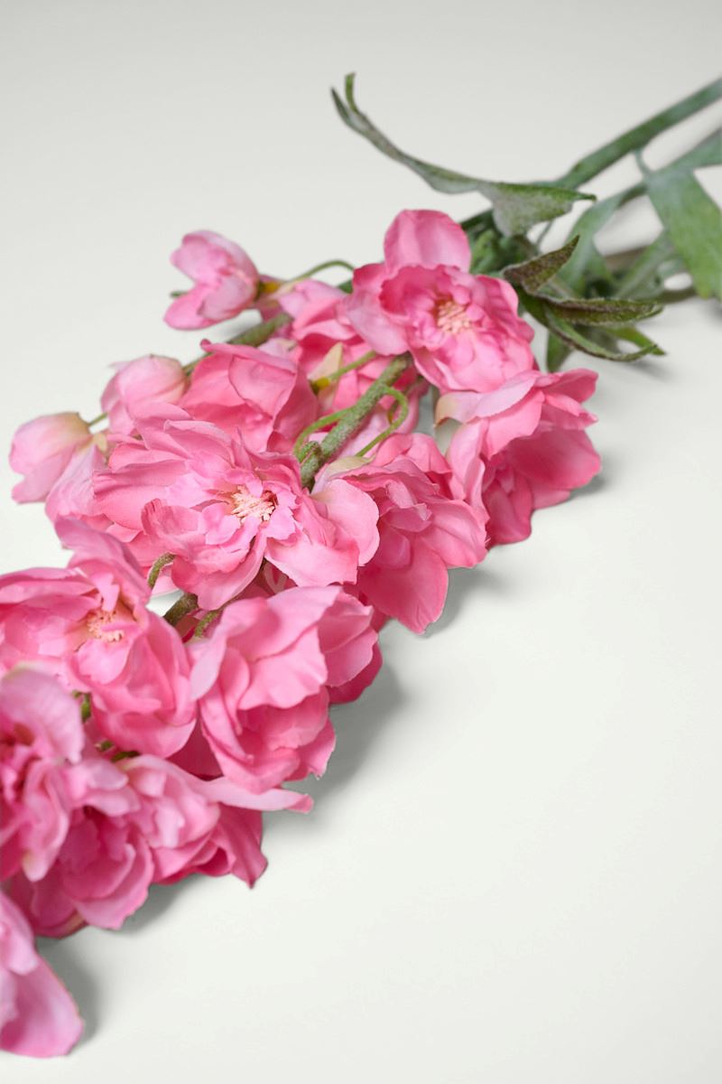 Lill roosa - 2