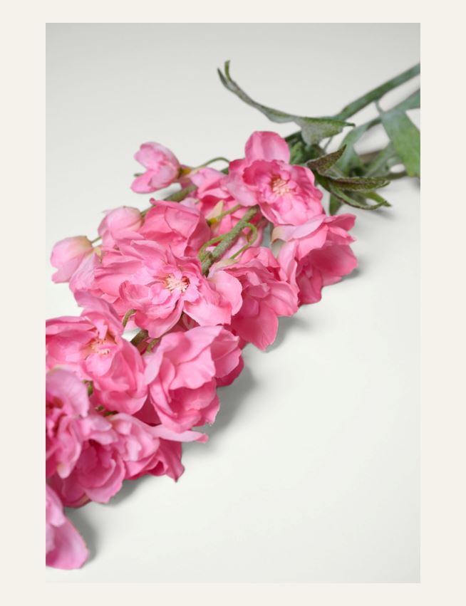 Lill roosa - 2