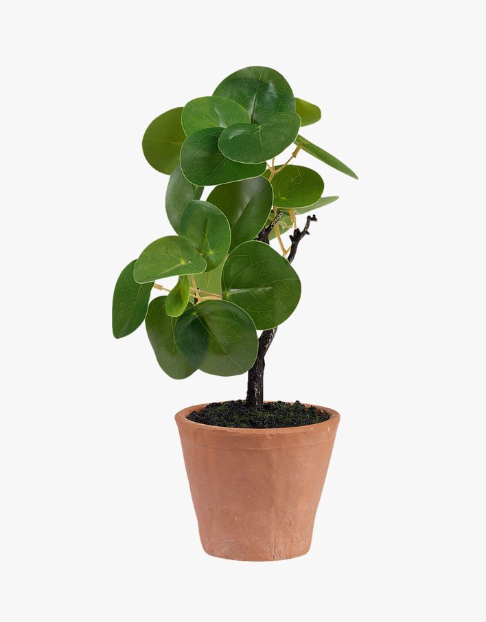 Taim roheline - 10x10x25 cm roheline - 1