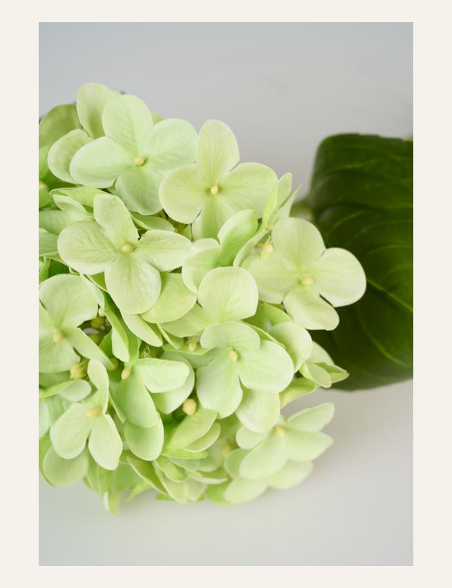 Lill roheline - 2